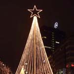 Abies/Picea - Weihnachtsbaum