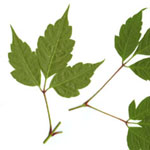 Acer cissifolium - Cissusblättriger Ahorn