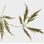 Acer palmatum 'Ornatum' - Fächer-Ahorn