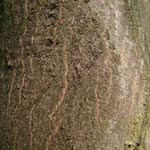 Acer palmatum - Fächer-Ahorn