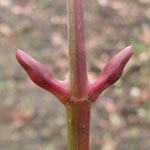 Acer pensylvanicum - Streifen-Ahorn