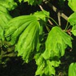 Acer platanoides 'Cucullatum' - Sitz-Ahorn, Sorte