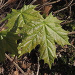 Acer platanoides - Spitz-Ahorn