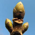 Acer pseudoplatanus - Berg-Ahorn