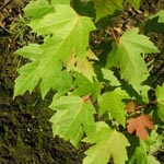 Acer saccharinum - Silber-Ahron