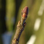 Acer saccharinum - Silber-Ahorn
