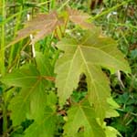 Acer saccharinum - Silber-Ahron
