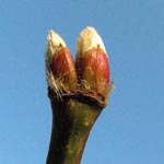 Acer shirasawanum - Breitfingriger Shirasawa-Ahorn