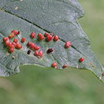 Aceria macrorhynchia - Hörnchengallmilbe