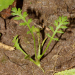 Achillea millefolium agg - Wiesen-Schafgarbe