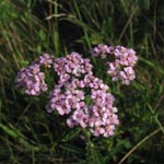 Achillea millefolium - Wiesen-Schafgarbe