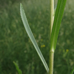 Achillea ptarmica - Sumpf-Schafgarbe
