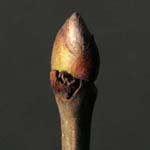 Aesculus hippocastanum - Gewöhnliche Rosskastanie