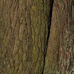 Aesculus hippocastanum - Rosskastanie