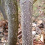 Aesculus parviflora - Strauch-Rosskastanie