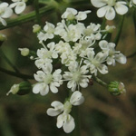 Aethusa cynapium subsp. cynapium - Hundspetersilie