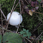 Agaricus silvicola - Dünnfleischiger Anis-Egerling