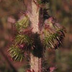 Agrimonia eupatoria - Kleiner Odermennig