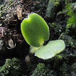 Agrimonia eupatoria - Kleiner Odermennig