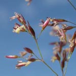 Agrostis capillaris - Rotes Straußgras