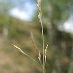 Agrostis vinealis - Sand-Straußgras