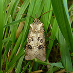 Insekten - Schmetterlinge (Lepidoptera) Agrotis clavis - Magerwiesen-Bodeneule