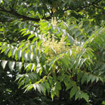 Ailanthus altissima - Götterbaum