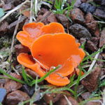 Aleuria auranthiaca - Gewöhnlicher Orangebecherling