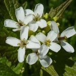 Alliaria petiolata - Knoblauchsrauke