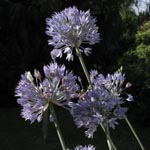 Allium caeruleum - Blau-Lauch