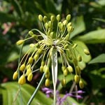 Allium flavum - Gelber Lauch