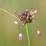 Allium oleraceum - Kohl-Lauch