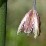 Allium oleraceum - Kohl-Lauch