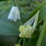 Allium paradoxum - Wunder-Lauch