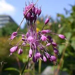 Allium pulchellum - Schöner Lauch