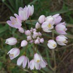 Allium roseum - Rosen-Lauch