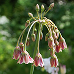 Allium siculum - Sizilianischer Honiglauch