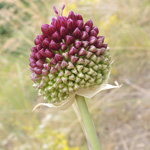 Allium sphaerocephalon - Kugelköpfiger Lauch