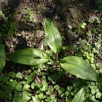 Allium ursinum - Bärlauch