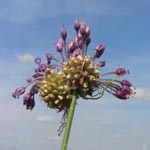 Allium vineale - Weinbergs-Lauch