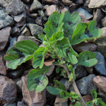 Amaranthus blitum - Aufsteigender Fuchsschwanz
