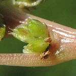 Amaranthus blitum - Aufsteigender Fuchsschwanz