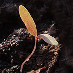 Amaranthus caudatus - Hängender-Fuchsschwanz