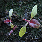 Amaranthus caudatus - Hängender-Fuchsschwanz