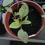 Amaranthus caudatus - Hängender-Fuchsschwanz