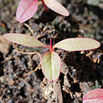 Amaranthus cruentus - Rispen-Fuchsschwanz