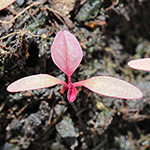 Amaranthus cruentus - Rispen-Fuchsschwanz
