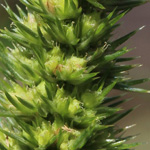 Amaranthus retroflexus - Zurückgekrümmter Fuchsschwanz