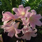 Amaryllis belladonna - Belladonna-Lilie
