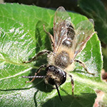 Andrena gravida - Weiße Binden-Sandbiene